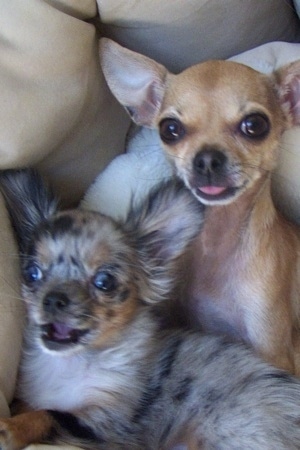 Roxi and Stoli the Chihuahuas are laying next to each other on a tan leather couch and looking at the camera holder
