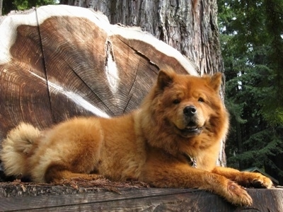 Murphy the red Chow Chow is laying on a tree stump. There is a fallen and standing tree behind him that looks decorative.