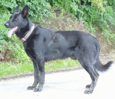 A black Cierny Sery standing on a road with its mouth open and tongue out facing to the left