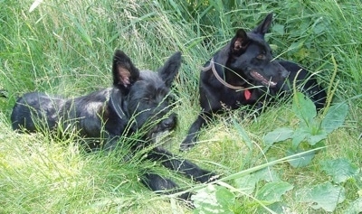 Two black Cierny Sery dogs laying down in grass that is over their heads