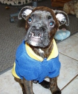 Brosa the Boxer puppy is wearing a blue and yellow jacket. Brosa is sitting on a tiled floor in front of a rig and a computer chair