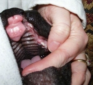 Close Up - Brosa the Boxer puppys cleft palate. Brosa is laying against a lady