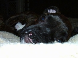 Close Up - Brosa the Boxer puppy is laying on its side on a blanket