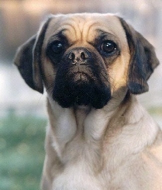 pug x spaniel