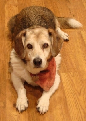 Max the Corgi Basset is wearing a faded red bandana and laying on a hardwood floor and looking at the camera holder