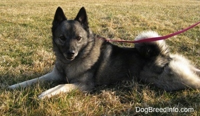 The left side of a gray with black Norwegian Elkhound that is laying on grass while wearing a leash