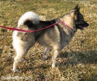 The right side of a gray with black Norwegian Elkhound that has its mouth open and tongue out. It is standing on grass while wearing a leash
