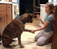 Dogs and Human Emotions