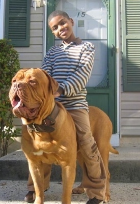 Marquel the child is sitting on the back of a Dogue De Bordeaux in front of a house