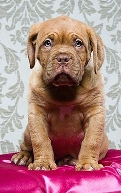A Dogue De Bordeaux puppy is sitting on a shiny hot pink pillow