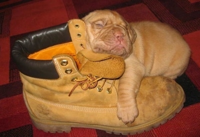 Dogue De Bordeaux Puppy is sleeping on a combat boot