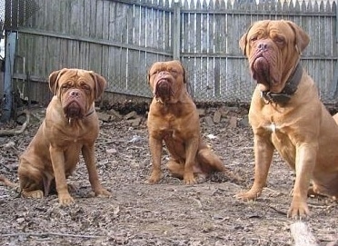Three Dogue De Bordeauxs sitting in the backyard in dirt with a wooden fence behind them