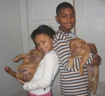 Marquel and Courtney holding Two Dogue De Bordeaux puppies, while standing back to back
