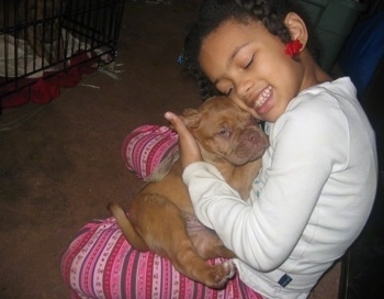 Courtney the child is hugging a Dogue De Bordeaux puppy