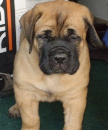 Fawn Mastiff Puppies