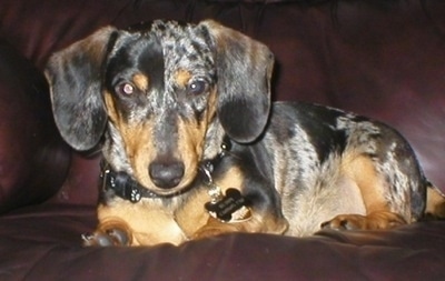 Brindle Dachshund Puppies