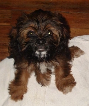 Charlie the brown, black with white Enga-Apso puppy is sitting on a white towel on a hardwood floor and looking up