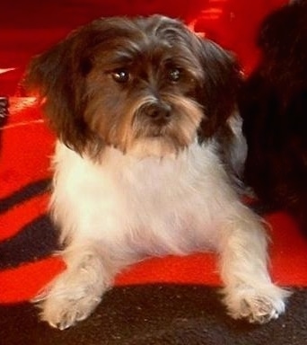 A black and white with tan Fo-Tzu is laying on a black and red blanket