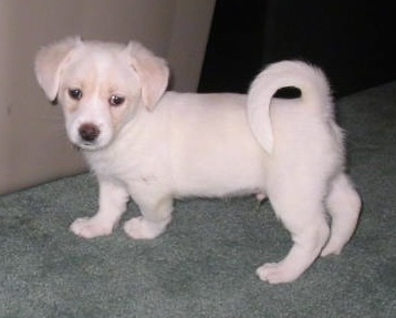 Side view - A white and cream Foxingese puppy is standing on a light green carpet and there is a tan couch in front of it. The dog has short hair, soft looking ears that hang down to the sides, short legs and a tail that curles like a ring over and down its back.