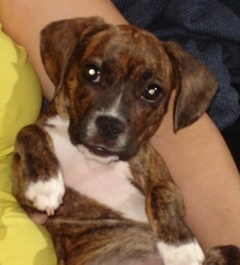 A brown brindle with white Frengle is laying on its back in between the arm and body of a person sitting on a couch.