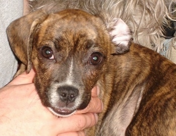 Close Up - A brown brindle with white Frengle is in the arms of a person. There is another fuzzy dog behind it