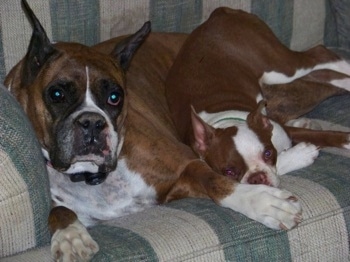 A brown with white and black Boxer is laying on a green and white plaid couch next to a brown with white Boston Terrier