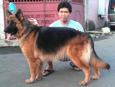 A black and tan German Shepherd is being posed by a person kneeling behind it