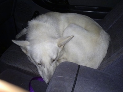 A white German Shepherd dog is sleeping curled up in a ball in the seat of a vehicle.