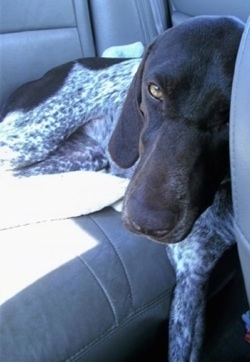 A white with brown German Shorthaired Pointer is laying on tha back of a vehicle. Its head is against the back of a driver seat