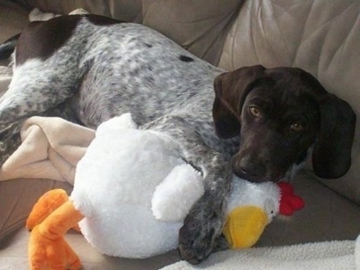 A white with brown German Shorthaired Pointer puppy is laying on a couch with its paws over a chicken.