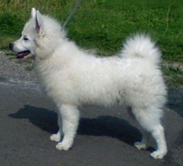 Left Profile - A fluffy white Giant German Spitz puppy is standing outside in a street