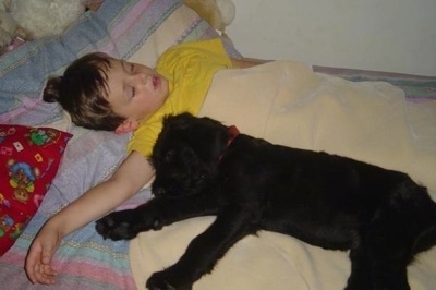 A black Giant Schnauzer puppy is sleeping under the arm of a sleeping boy in a bed