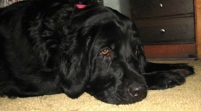 Close Up - A large droopy black Golden Newfie is laying down on a tan carpet next to a black and brown wooden dresser