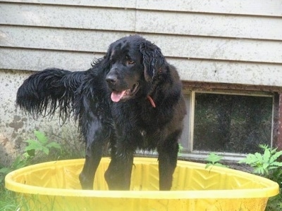 Golden Newfoundland