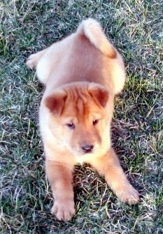 View from above - A Golden Pei puppy is laying in a field