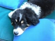 Close Up - A black, tan and white Great Bernese puppy is laying on a teal-blue bed with pillows around it