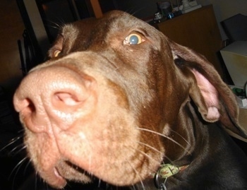 Close Up focal point on the nose - A chocolate Great Dane is in front of the camera