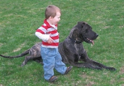 A toddler boy in a red and white shirt is standing next to a brindle gray and black Great Dane. The Great Dane is laying in grass with its mouth open and tongue out.