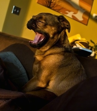 A brown with black yawning Belgian Griffon is sitting on a couch in a living room. 
