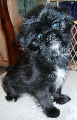 Griffon Pekingese