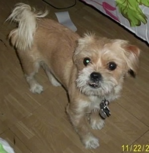 A tan Griffonese is standing on a hardwood floor next to a human's bed