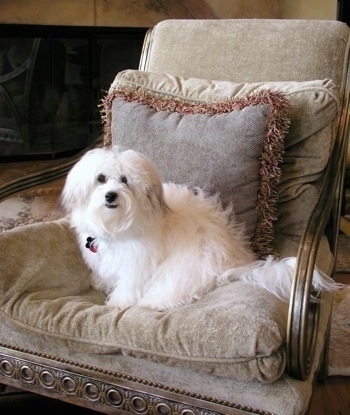 A Havachon is sitting in a tan fancy chair in front of a brown pillow looking forward