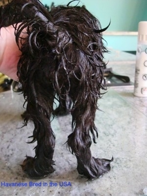 The back of a wet black dog that is standing on a glass surface and a person has their hand on the front of the dog. The dogs back legs are bent.