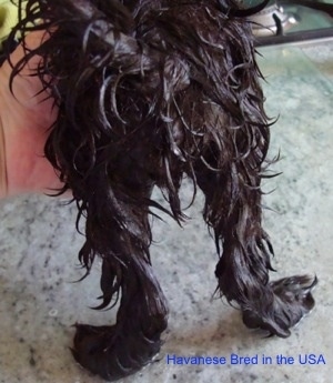 The back of a wet black dog that is standing on a glass surface and a person has their hands on its body. The dog's paws turn outward.