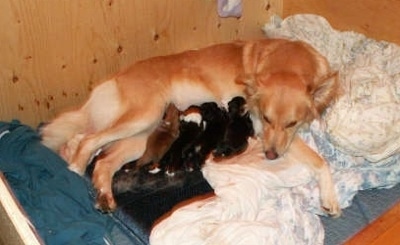 A tan Himalayan Sheepdog mix is laying on a blanket in a whelp box nursing five puppies.