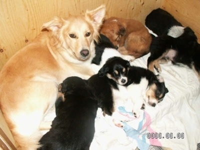 A tan Himalayan Sheepdog mix is laying in a whelping box with her litter of puppies.