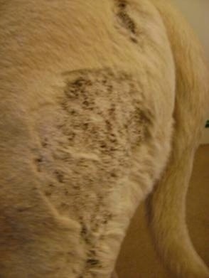 Canine Hot Spots