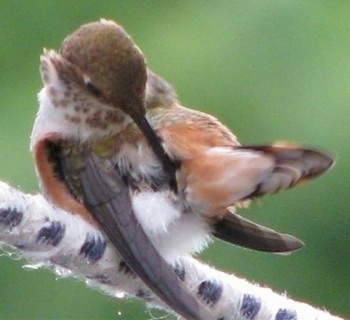Hummingbird cleaning itself
