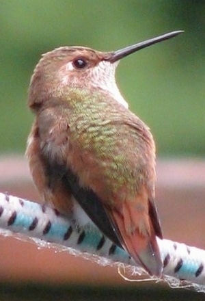 Hummingbird leaning back on a branch