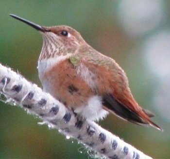 Hummingbird standing on a fuzzy tree branch looking straight ahead